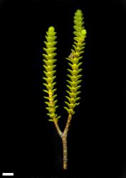 Veronica pauciramosa. Sprig. Scale = 10 mm.
 Image: M.J. Bayly & A.V. Kellow © Te Papa CC-BY-NC 3.0 NZ